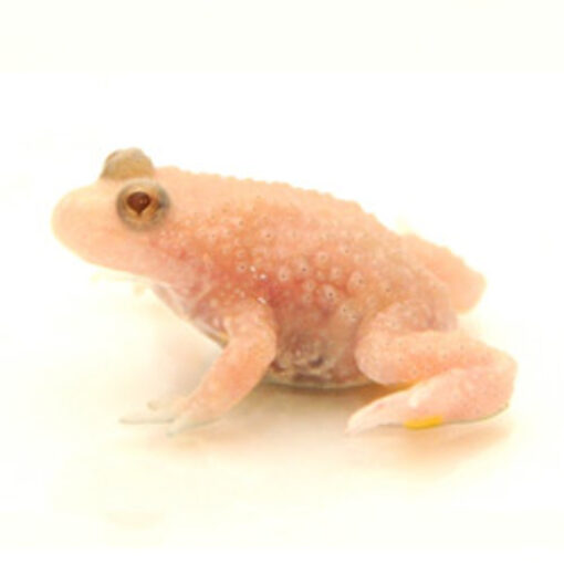 albino fire belly toad for sale
