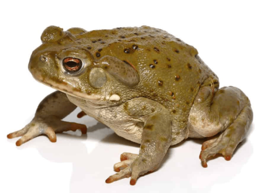 Sonoran Desert Toad for sale online